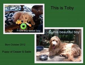 Toby collage 1