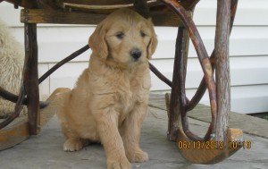 Yellow collar female @ 6 wks