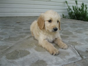 Black collar female - 6 wks