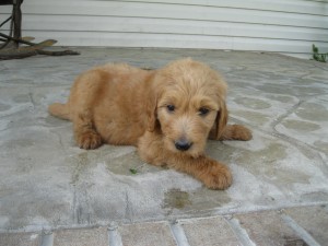 Blue collar male - 6 wks