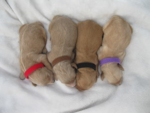 males @ 1 week