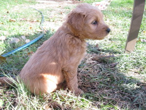 orange collar1