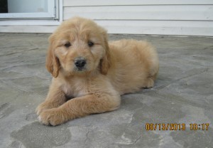 Orange collar female @ 6 wks