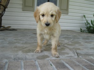 Orange collar female - 6 wks