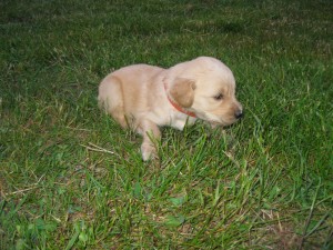 Orange collar - female - 4 wks.