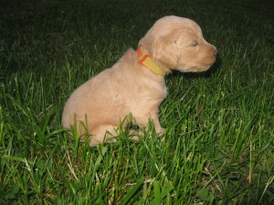 Orange/yellow collar - female - 4 wks.