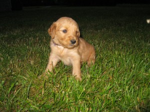 Purple/black collar - female - 4 wks.