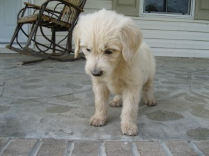 Purple collar female - 6 wks