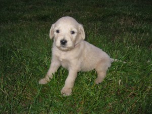 Purple collar - female - 4 wks.