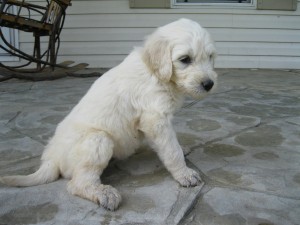 Red collar female - 6 wks