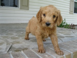 Red collar female - 6 wks