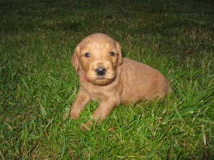 Red collar - female - 4 wks.