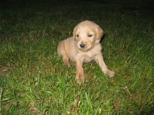 Yellow collar - girl - 4 wks.