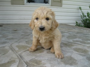 Orange/yellow female - 6 wks