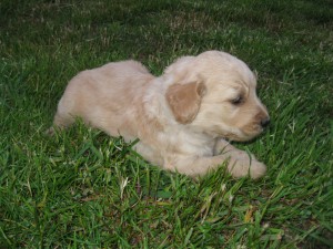 Black collar - girl - 4 wks.